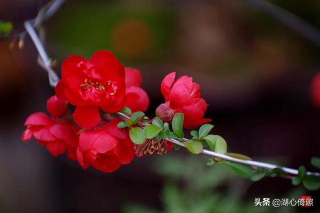 海棠四品：木瓜海棠、贴梗海棠、垂丝海棠、西府海棠如何区分