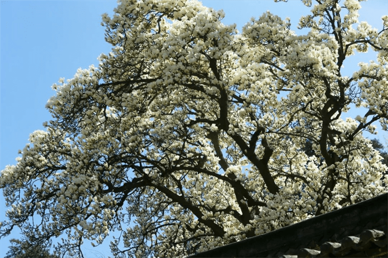 新晋网红！继那棵银杏树后，西安这对玉兰古树霸屏了！