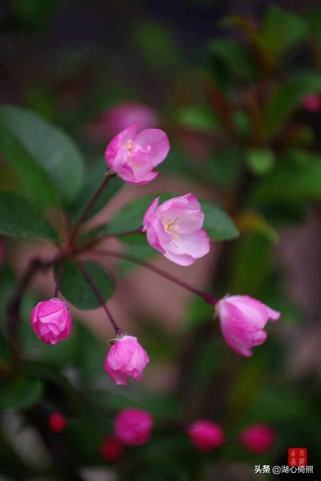 海棠四品：木瓜海棠、贴梗海棠、垂丝海棠、西府海棠如何区分