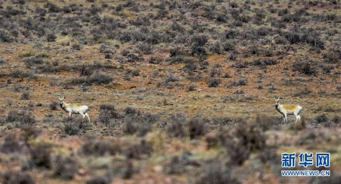 中蒙边境线上的美丽生灵