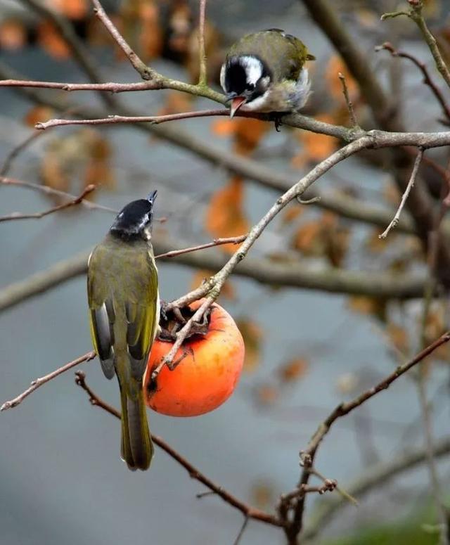 庭院种什么树吉利又好看？
