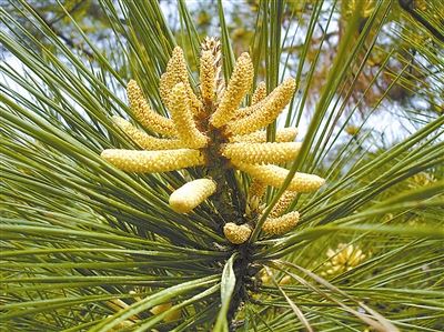 [树木传奇]国外松：“外来户”成当家栋梁