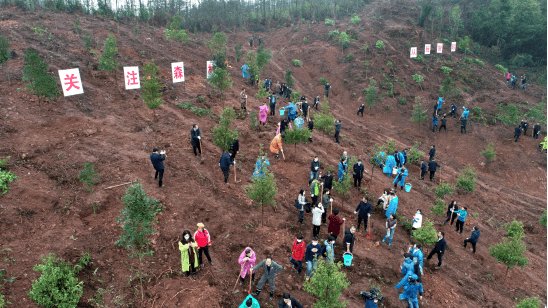湖南省政协主席李微微带队参加义务植树活动 湖南省政协主席李微微带队参加义务植树活动