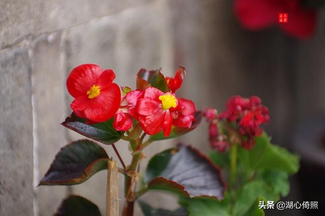海棠四品：木瓜海棠、贴梗海棠、垂丝海棠、西府海棠如何区分