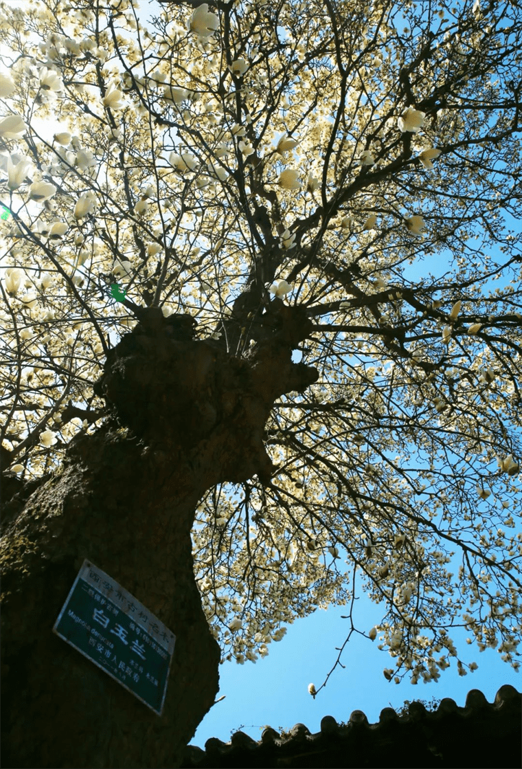 新晋网红！继那棵银杏树后，西安这对玉兰古树霸屏了！