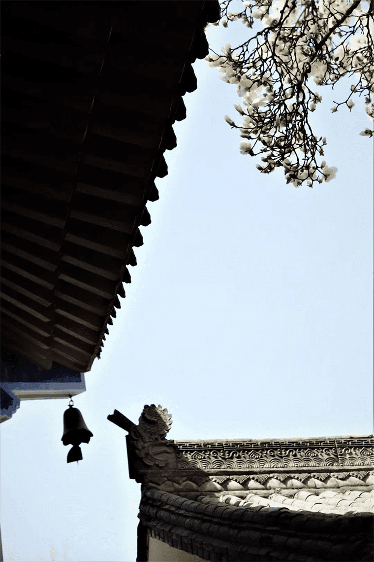 新晋网红！继那棵银杏树后，西安这对玉兰古树霸屏了！