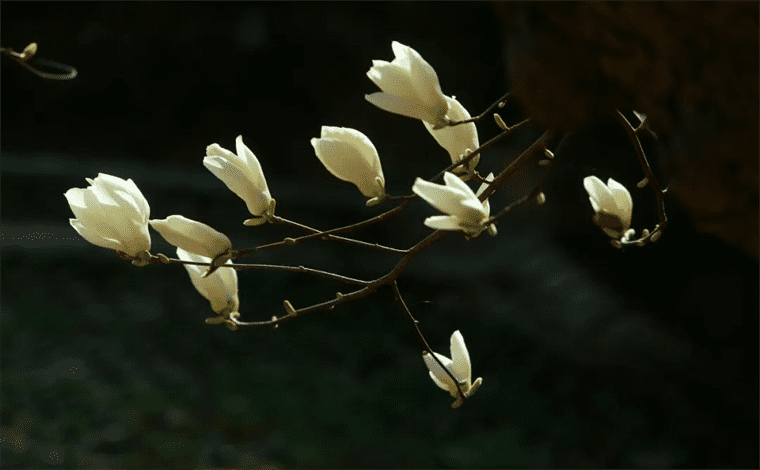 新晋网红！继那棵银杏树后，西安这对玉兰古树霸屏了！