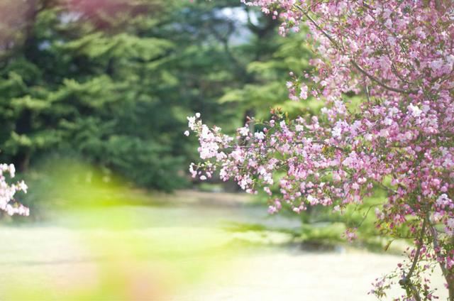 庭院种什么树吉利又好看？