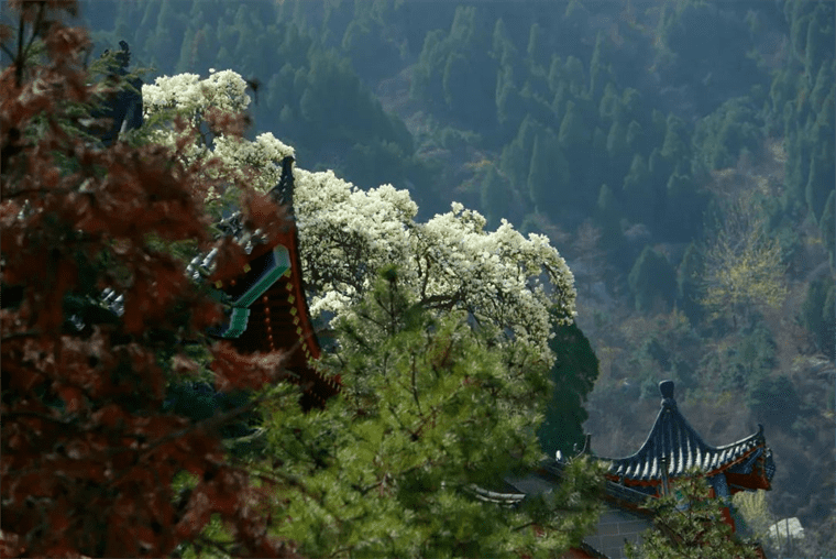 新晋网红！继那棵银杏树后，西安这对玉兰古树霸屏了！