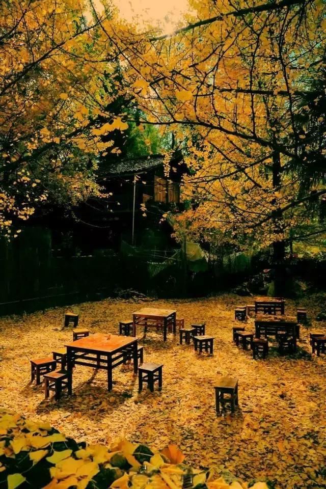 庭院种什么树吉利又好看？