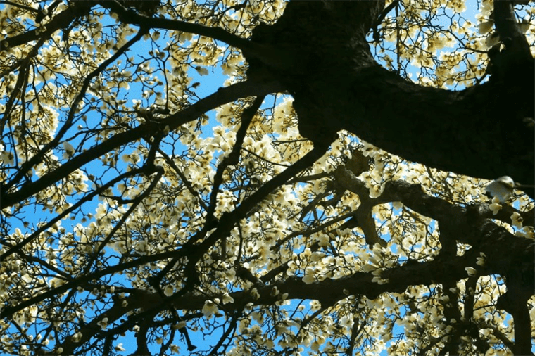 新晋网红！继那棵银杏树后，西安这对玉兰古树霸屏了！