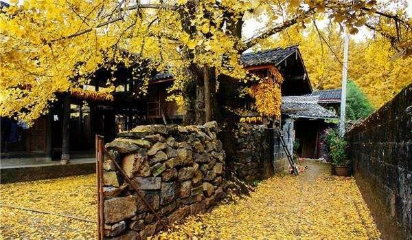 庭院种什么树吉利又好看？