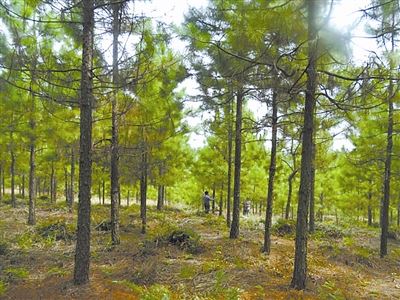 [树木传奇]国外松：“外来户”成当家栋梁