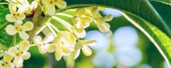桂花怎么种植方法