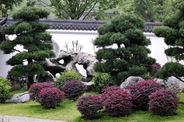 庭院种什么树吉利又好看？