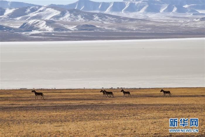 跨越半个世纪的生命迁徙