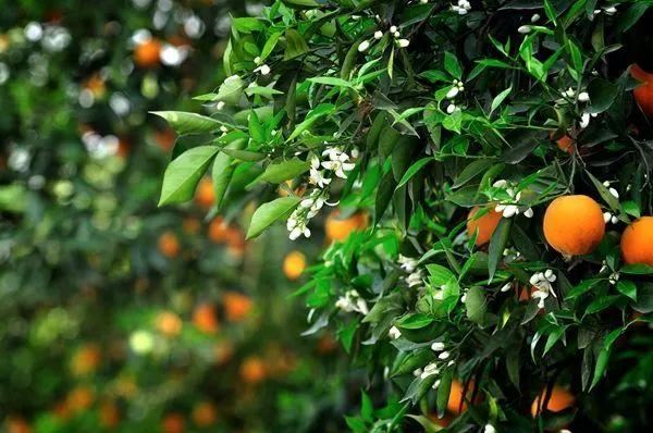 庭院种什么树吉利又好看？