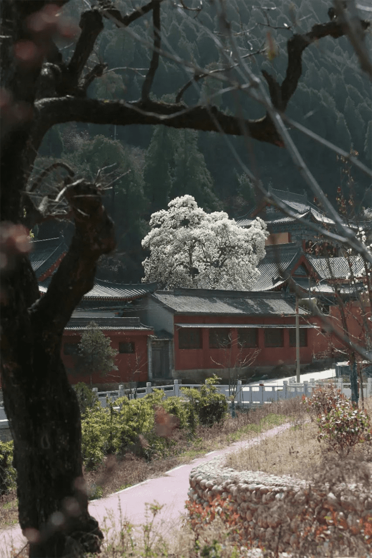 新晋网红！继那棵银杏树后，西安这对玉兰古树霸屏了！