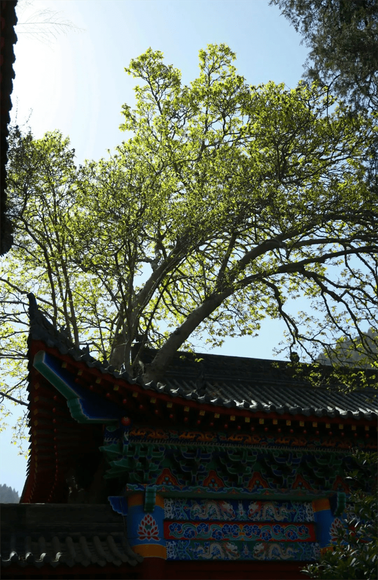 新晋网红！继那棵银杏树后，西安这对玉兰古树霸屏了！