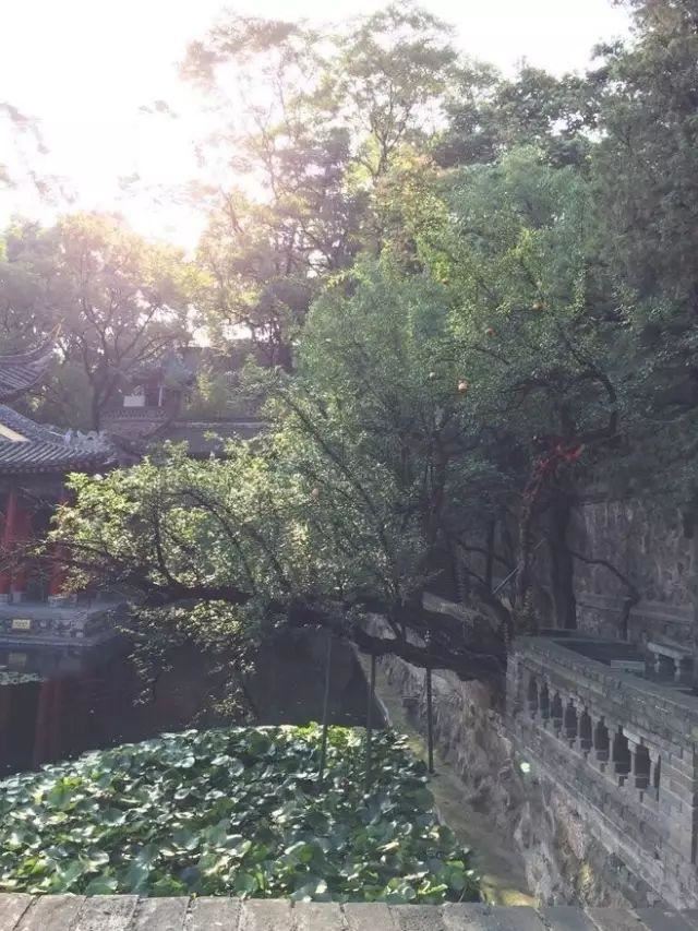 庭院种什么树吉利又好看？