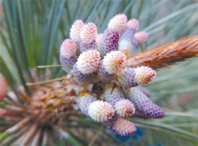 [树木传奇]国外松：“外来户”成当家栋梁