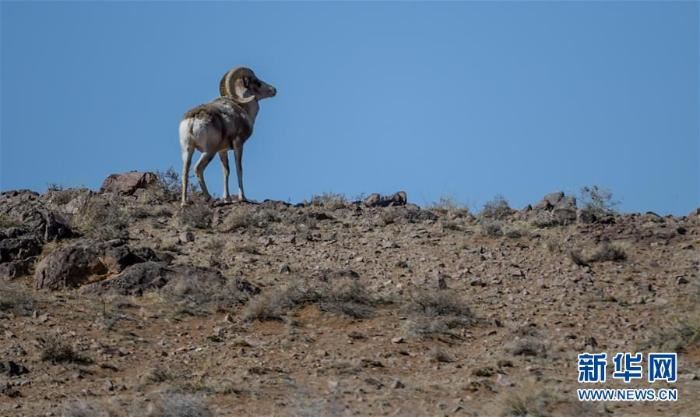 中蒙边境线上的美丽生灵