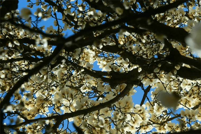 新晋网红！继那棵银杏树后，西安这对玉兰古树霸屏了！