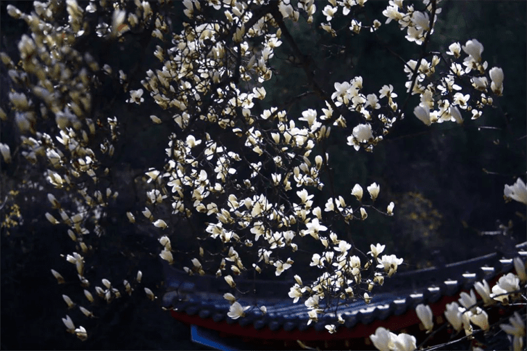 新晋网红！继那棵银杏树后，西安这对玉兰古树霸屏了！