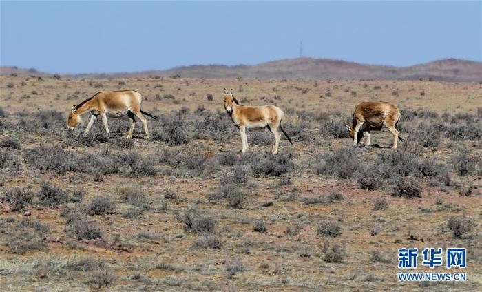 中蒙边境线上的美丽生灵