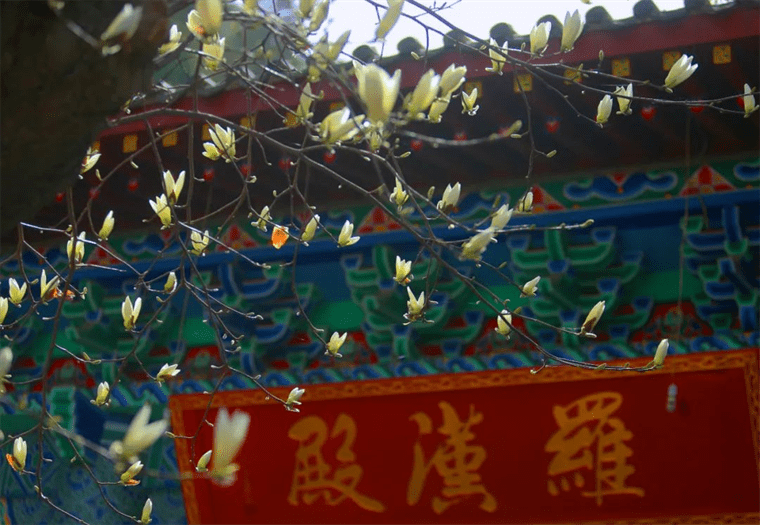 新晋网红！继那棵银杏树后，西安这对玉兰古树霸屏了！