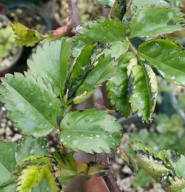 硫酸亚铁喷雾月季肥害实验，结果花友为难，月季使用硫酸亚铁要点