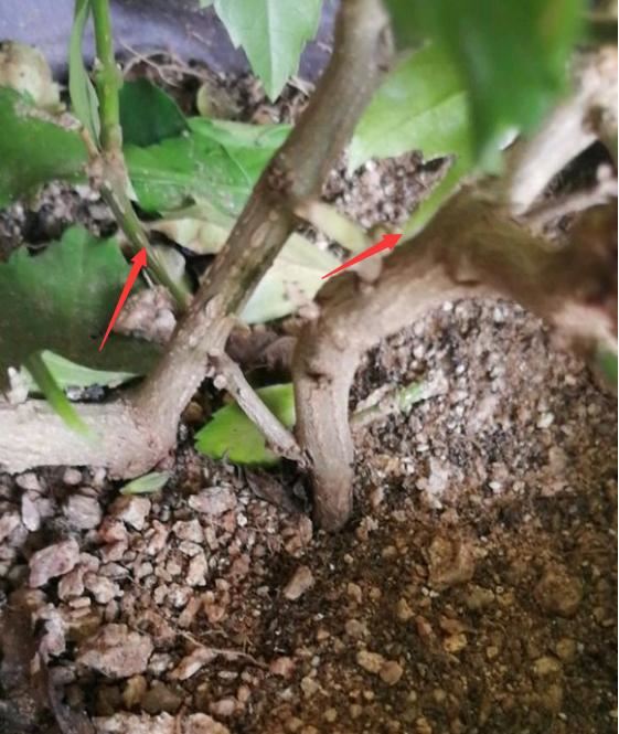 想让金露花开花多，造型好，春天重剪很有必要