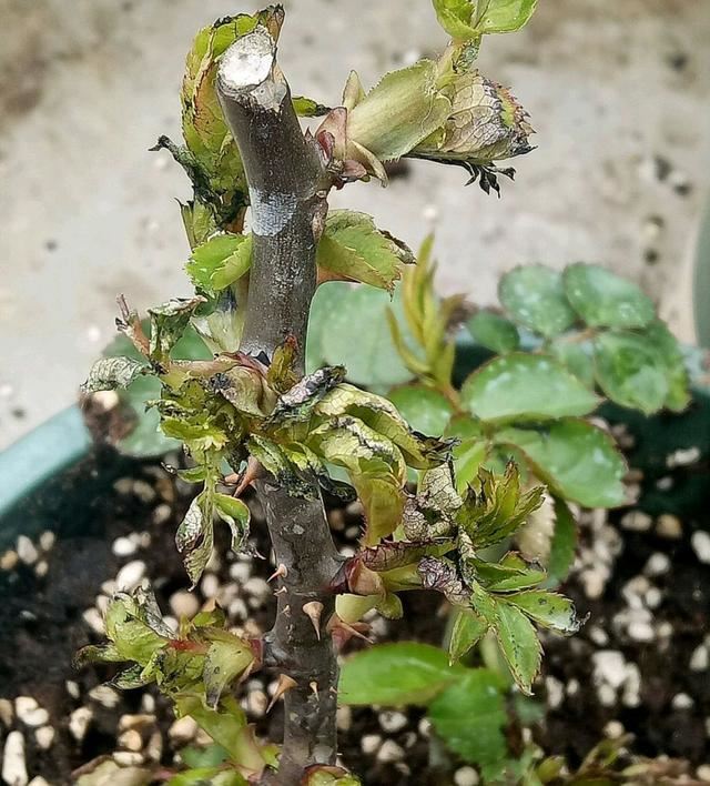 硫酸亚铁喷雾月季肥害实验，结果花友为难，月季使用硫酸亚铁要点