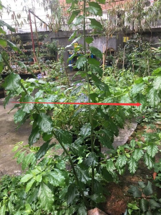 想让金露花开花多，造型好，春天重剪很有必要