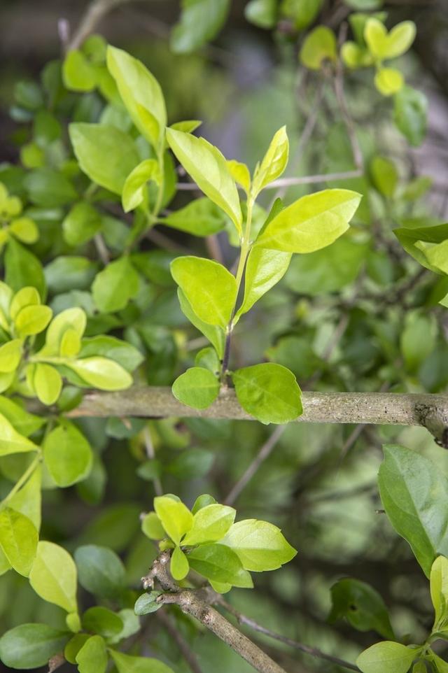 想让金露花开花多，造型好，春天重剪很有必要