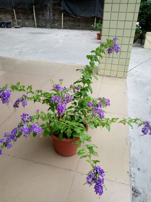 想让金露花开花多，造型好，春天重剪很有必要