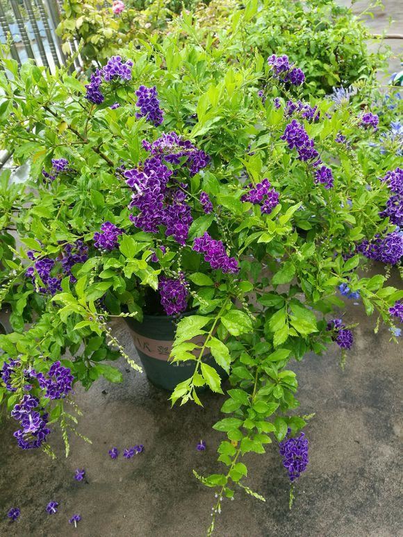 想让金露花开花多，造型好，春天重剪很有必要