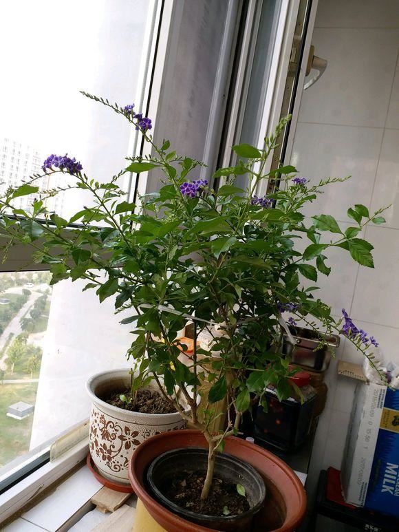 想让金露花开花多，造型好，春天重剪很有必要