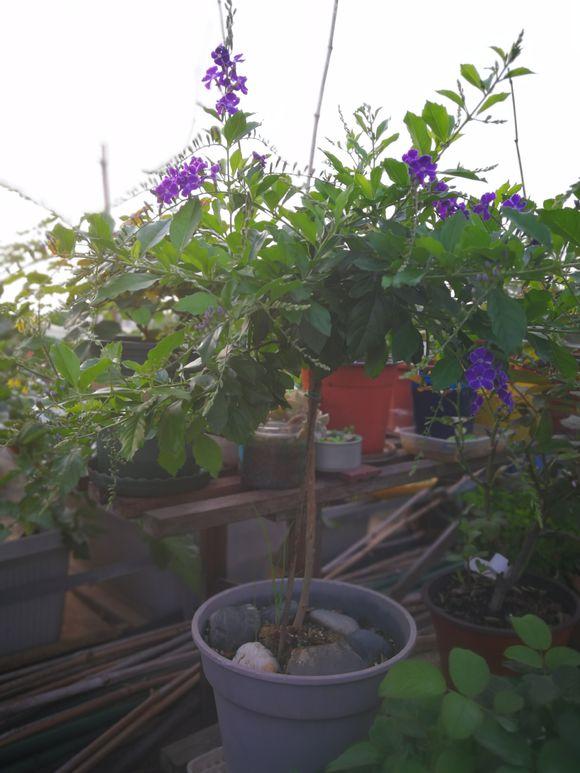 想让金露花开花多，造型好，春天重剪很有必要