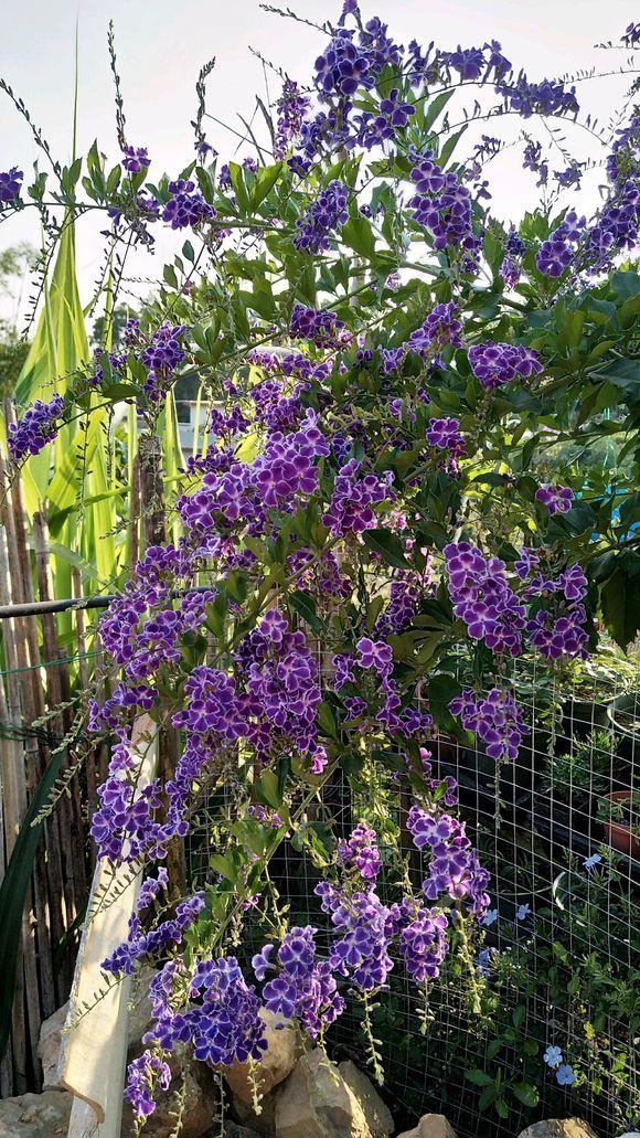 想让金露花开花多，造型好，春天重剪很有必要