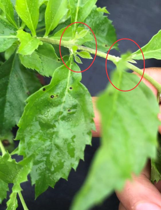 想让金露花开花多，造型好，春天重剪很有必要