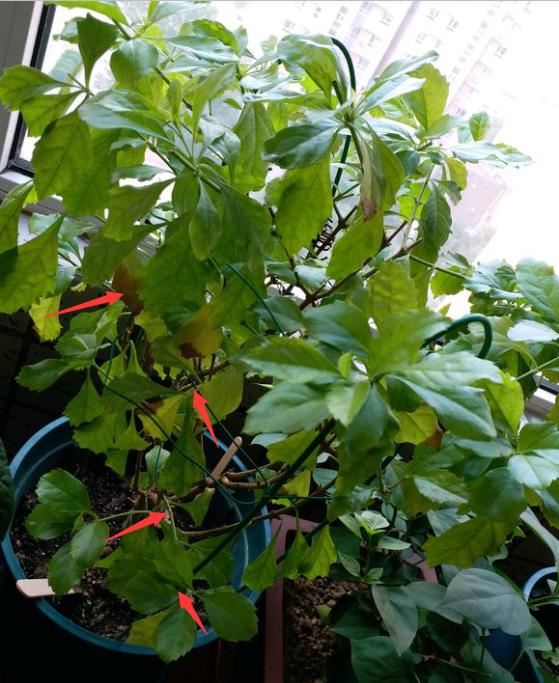 想让金露花开花多，造型好，春天重剪很有必要