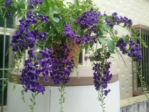 想让金露花开花多，造型好，春天重剪很有必要