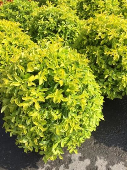 想让金露花开花多，造型好，春天重剪很有必要