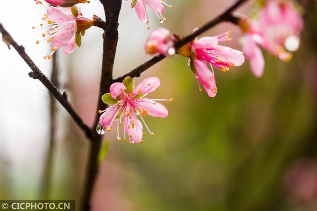 湖南常宁：春雨润桃花