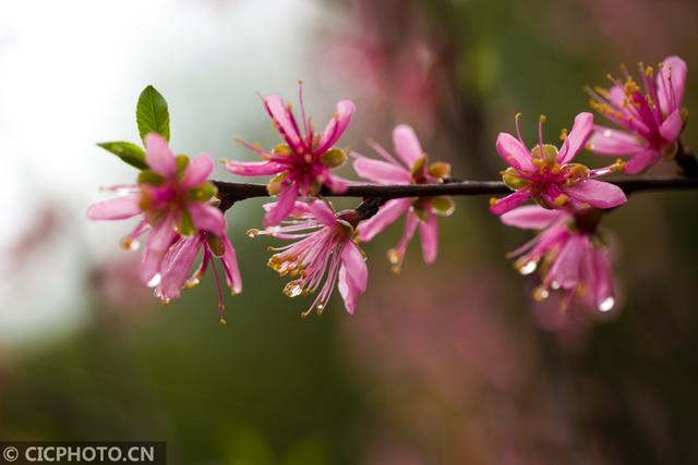 湖南常宁：春雨润桃花