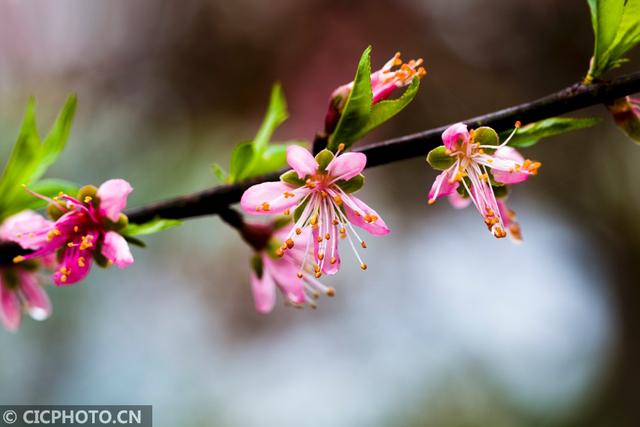 湖南常宁：春雨润桃花