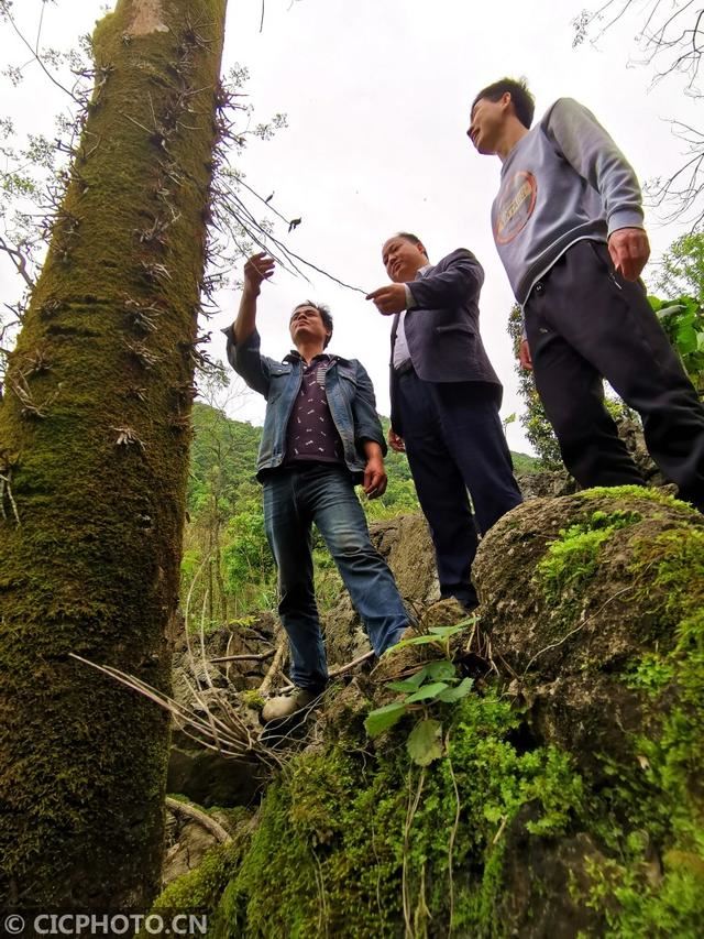 广西来宾：石头缝里种“黄金”脱贫致富领路人