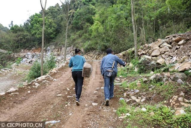广西来宾：石头缝里种“黄金”脱贫致富领路人