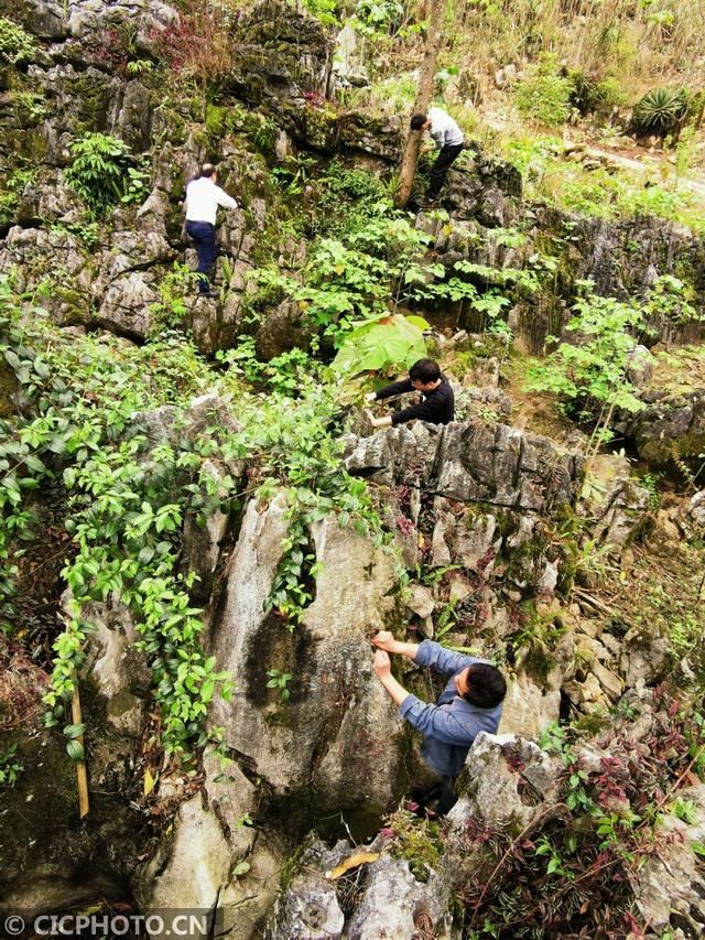 广西来宾：石头缝里种“黄金”脱贫致富领路人